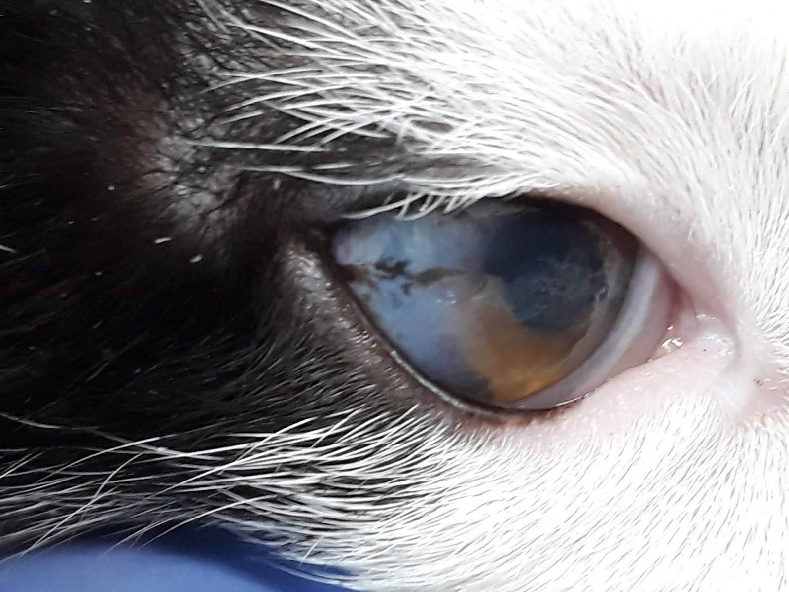 У кошки после еды слезятся глаза: причины, породные особенности, возможные патологии, что делать