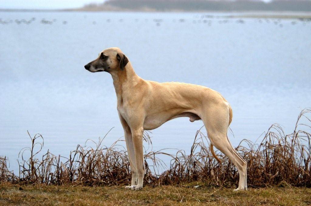Слюги - фото и описание породы древнейшей собаки. инструкция по содержанию и уходу