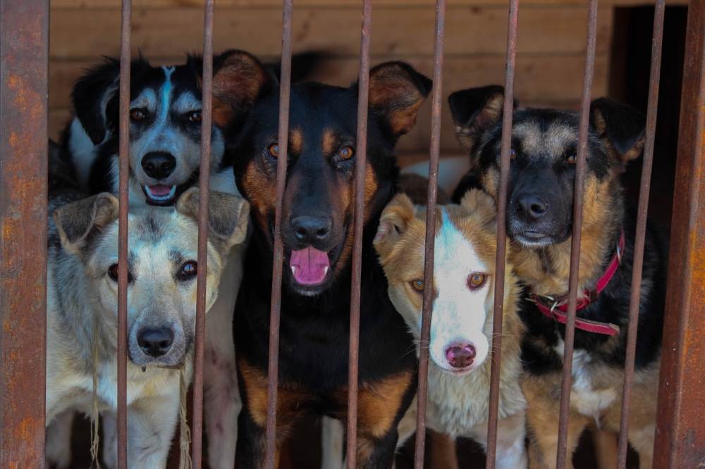 Ваше собачье дело: откуда столько бездомных животных и что с ними делать? :  аналитика накануне.ru