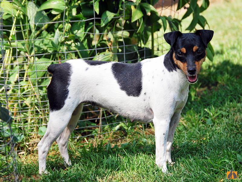 Фила бразилейро (бразильский мастиф): как выглядит собака на фото, описание породы и отзывы владельцев о характере питомца
