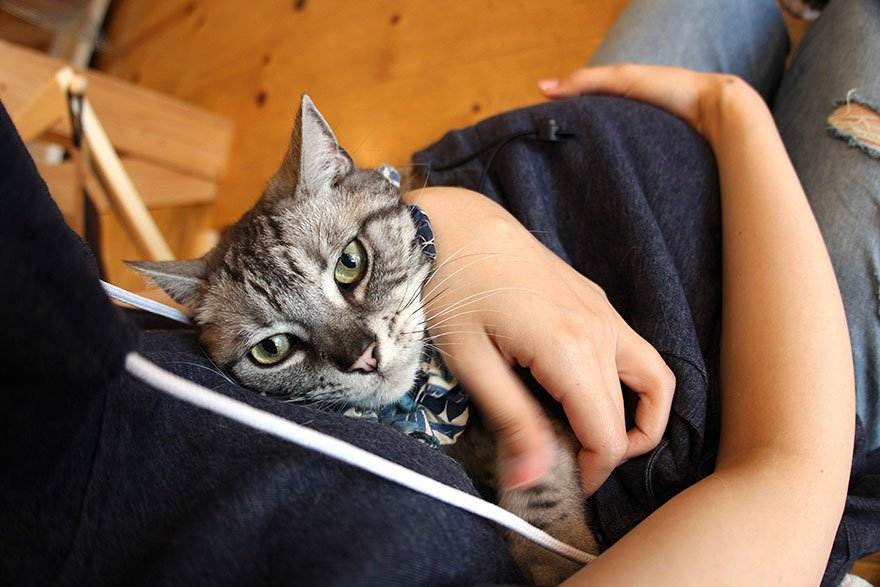 Как приручить кошку к рукам: простые советы. учим британского кота сидеть на руках: основные способы как можно кошку приучить к себе