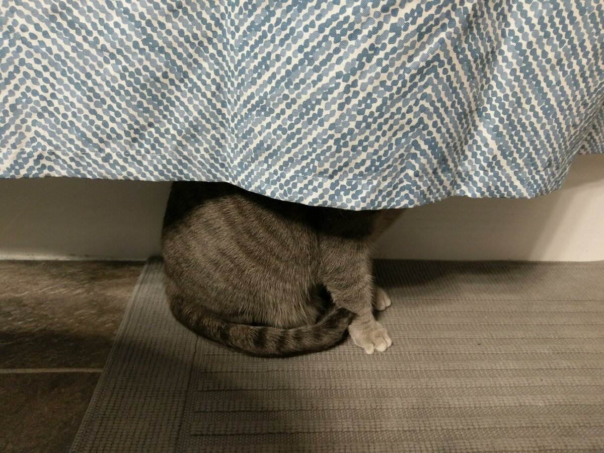 Топ 7 причин, почему кошка прячется под одеяло