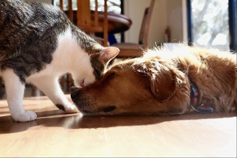 Как подружить собаку с котенком - основные правила