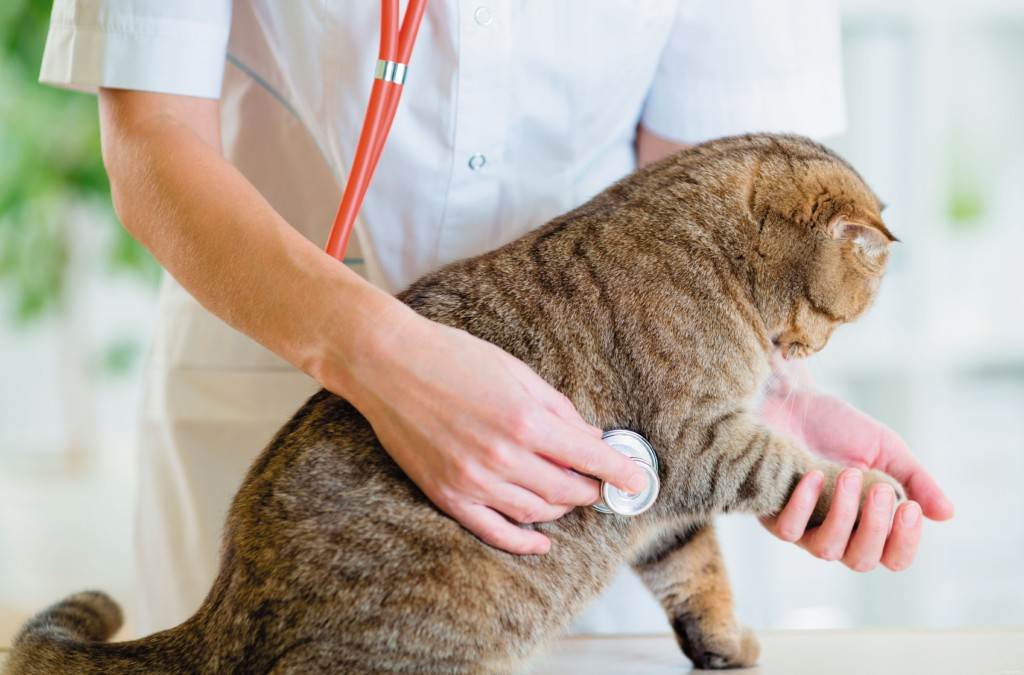 Эффективно ли лечение кошек «народными средствами»? | муркоша