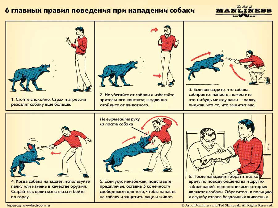 Что делать, если напала собака: как себя вести, способы защиты