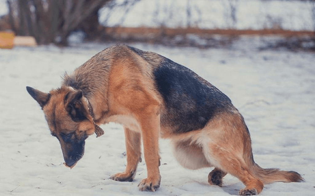 14 причин, почему у собаки болят лапы – что делать