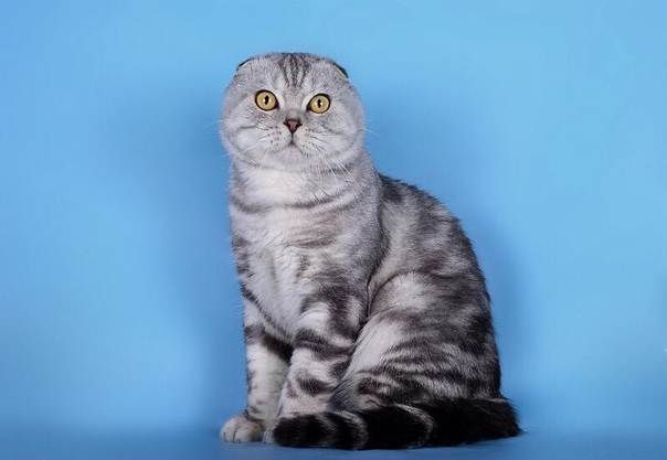 Скоттиш-страйт  фото кошки, описание породы, характер, уход за шотландской прямоухой кошкой