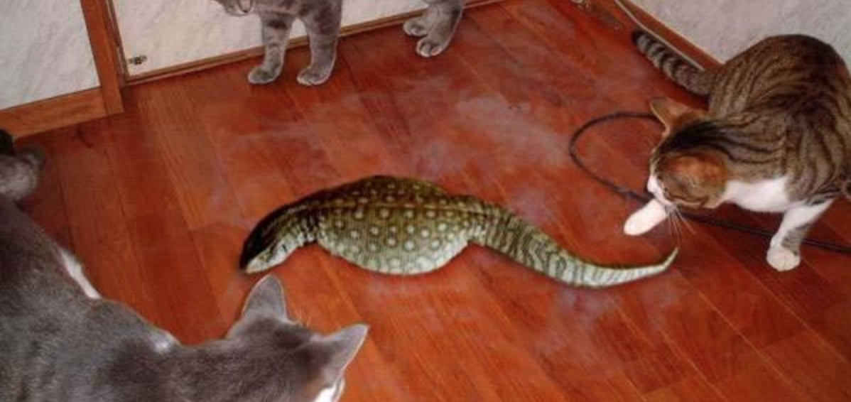 Кошка охотится на мышь. Кот и ящерица. Кошки и змеи. Рыбный кот.
