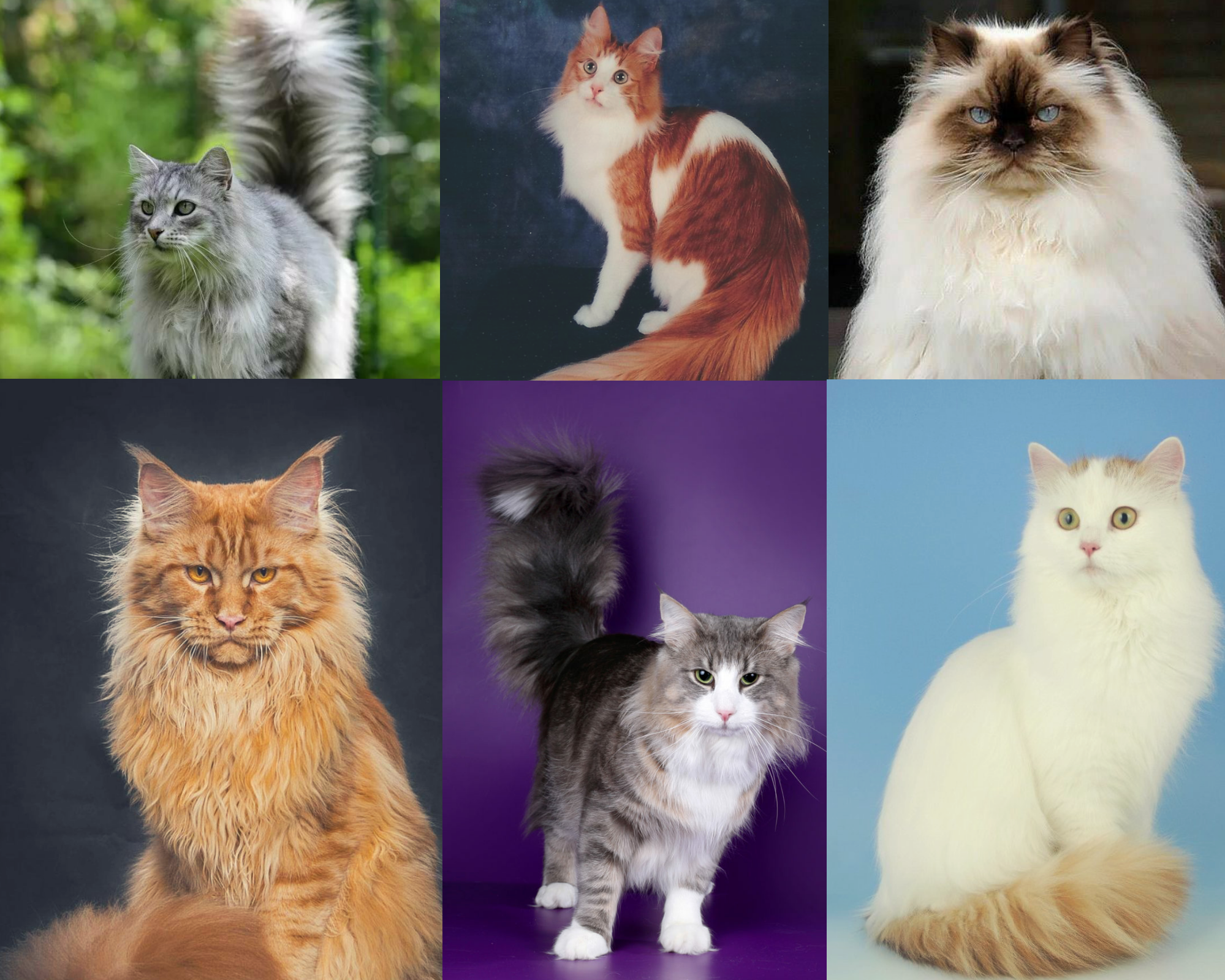 Недорогие породы кошек и их ориентировочная стоимость