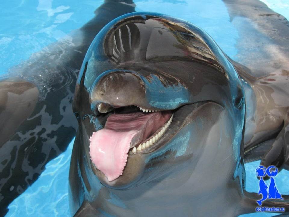 Сообщение о дельфине  описание млекопитающего, характеристика