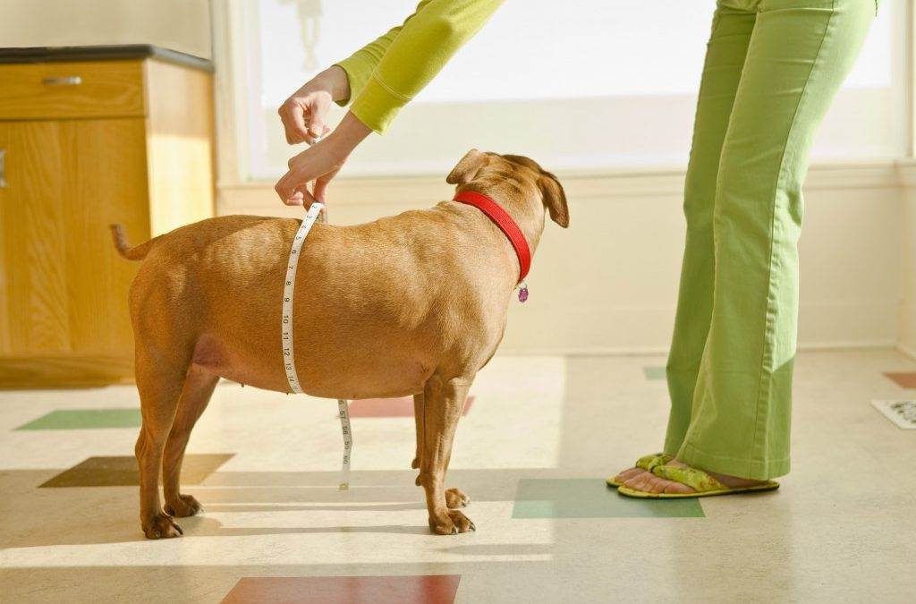 Ожирение у собак: причины и лечение