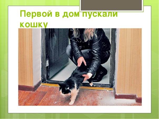 Адаптация кошки в новом доме