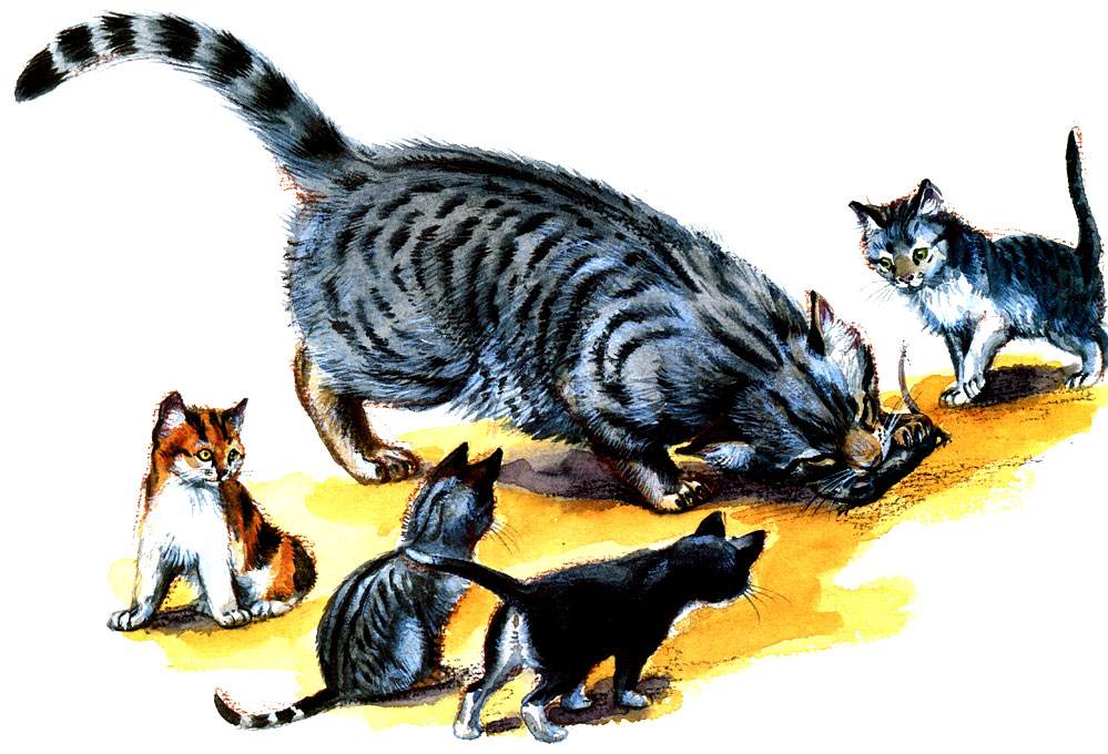 Породы кошек-крысоловов с фото и описанием, особенности содержания охотников на мышей и крыс