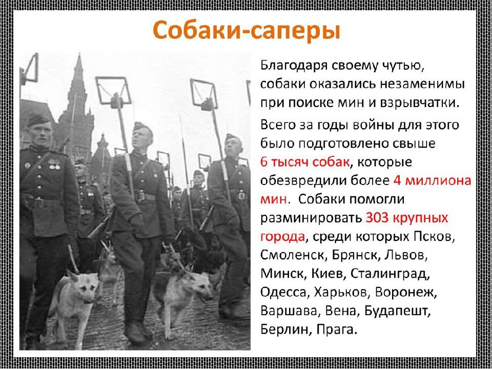 Собаки герои времен войны