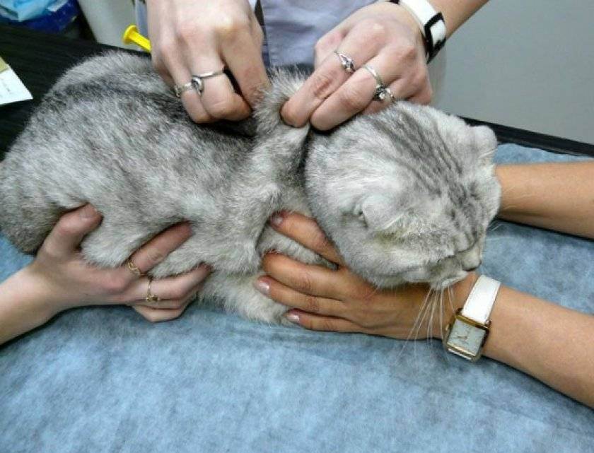 Гемобартонеллез у кошек: симптомы и лечение анемии, опасность для человека