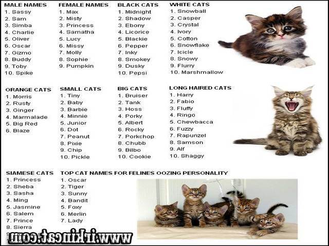 Японские клички | имена для кошек со значением