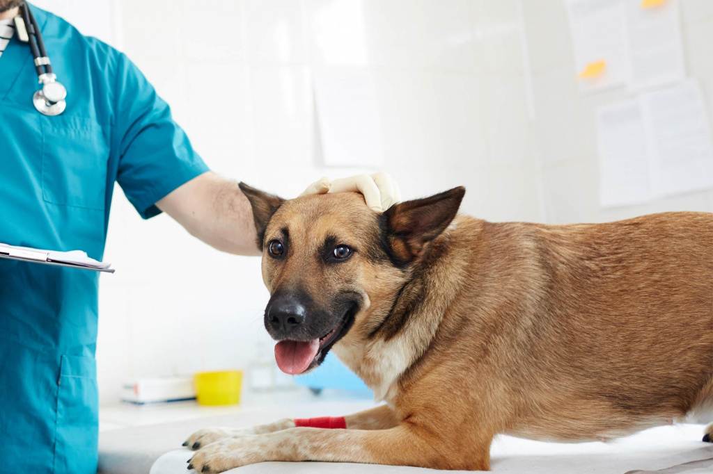 Лапароскопическая стерилизация собак