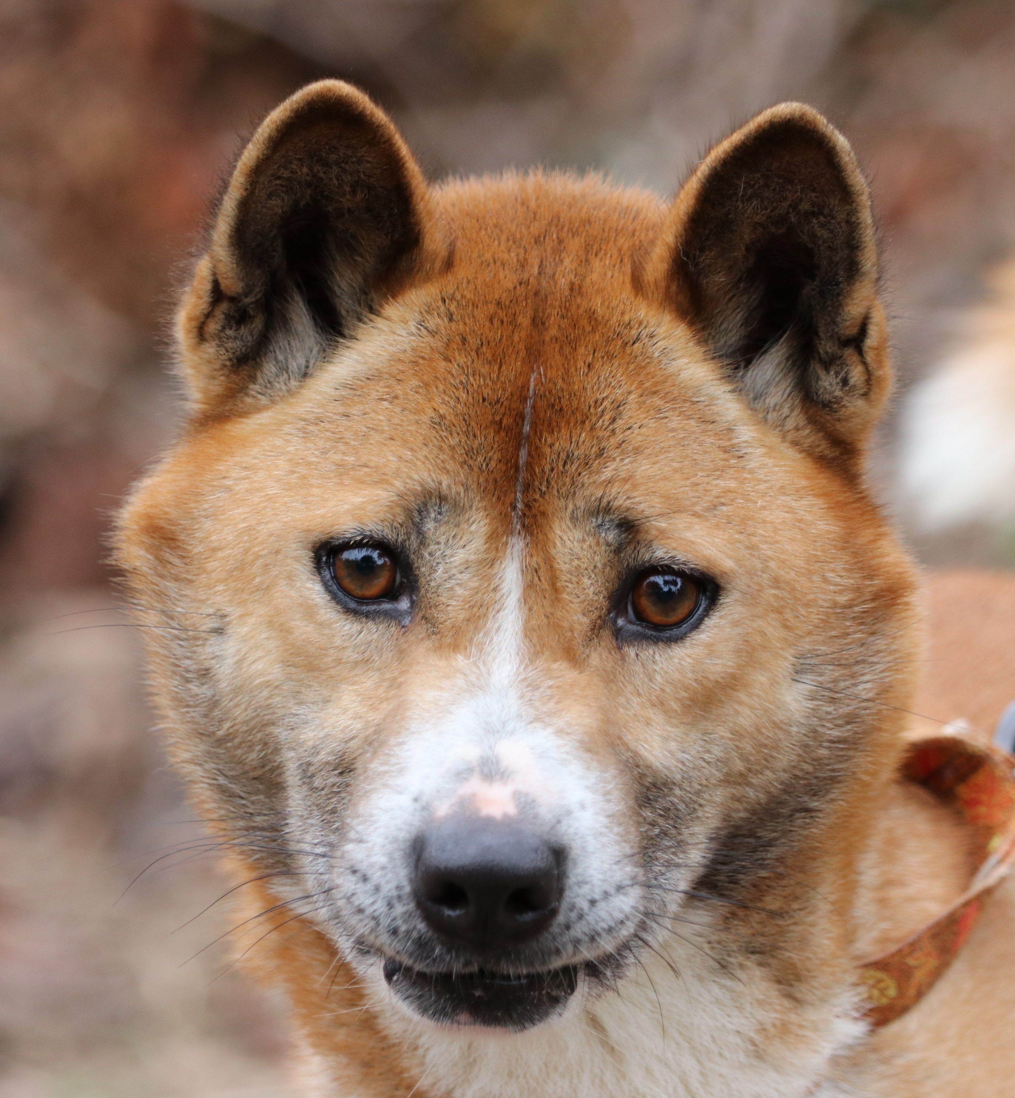 Стандарт породы: новогвинейская поющая собака -  группа 11 - непризнанные