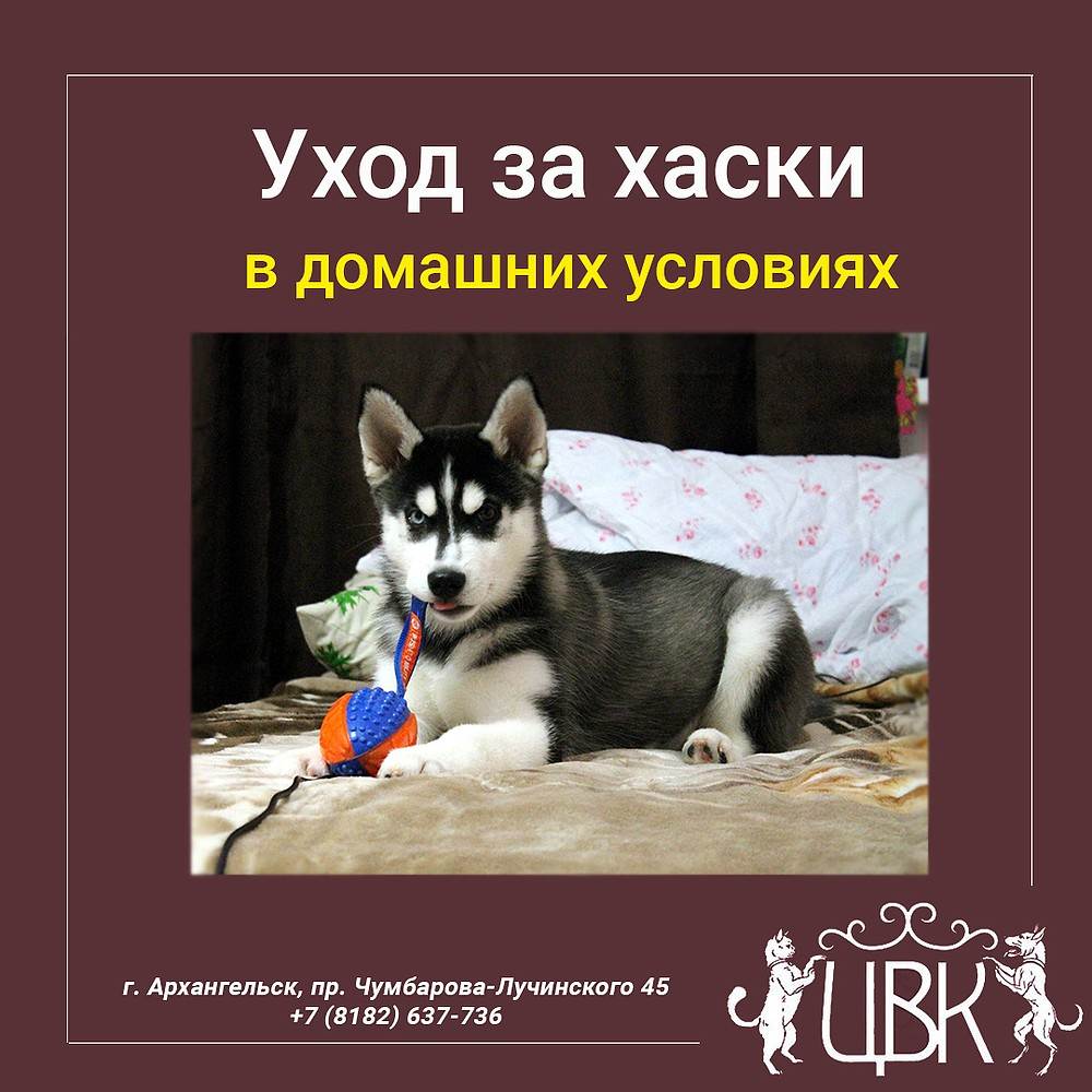 Сибирский хаски: описание, характер породы, кормление, стандарты, уход и содержание | zoosecrets
