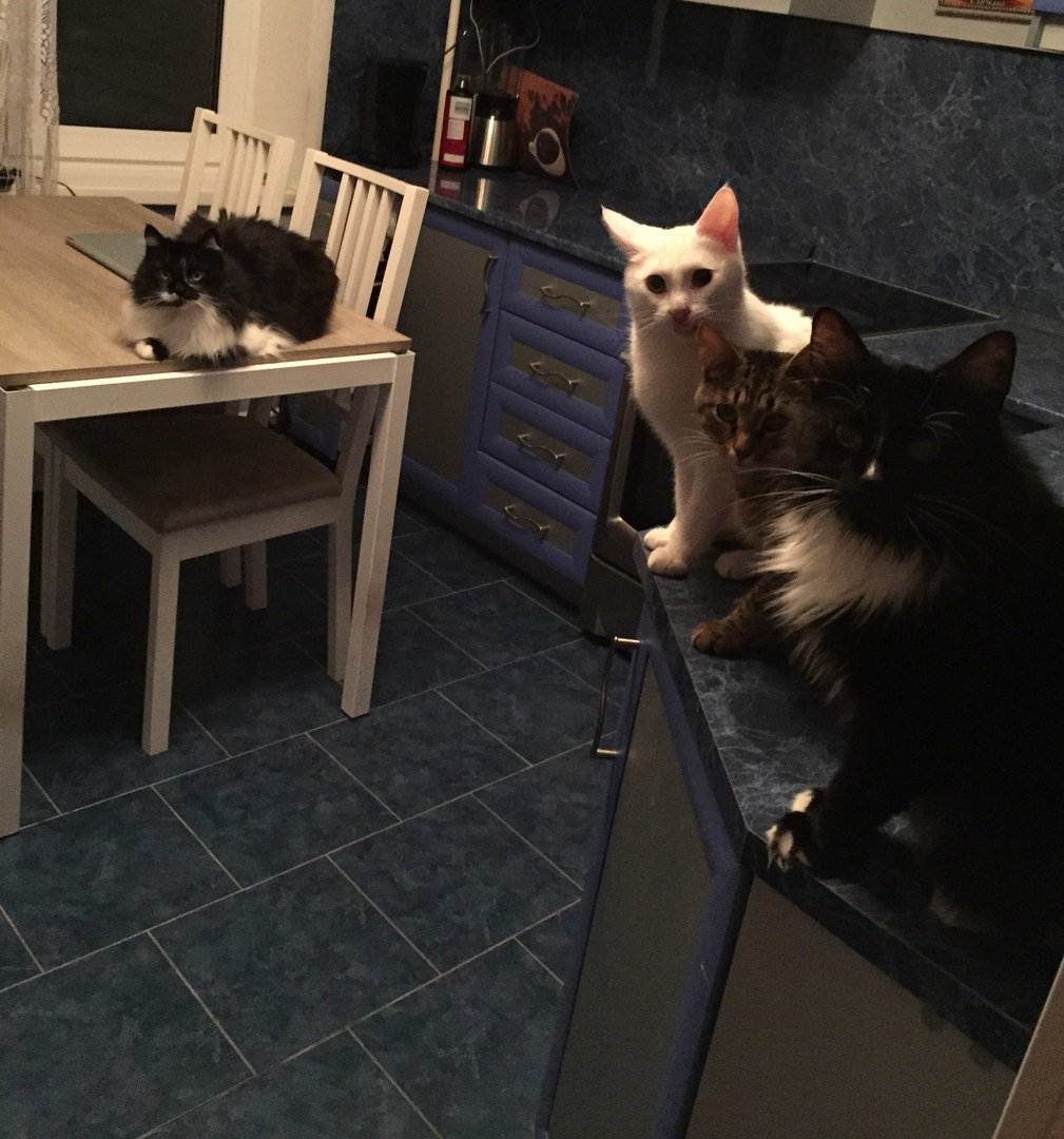 Что делать, если кот или котенок лазит по столам, как отучить его ходить по ним и прыгать за едой: советы специалистов