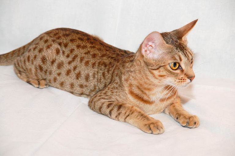 Оцикет - фото и описание породы кошек (характер, уход и кормление)