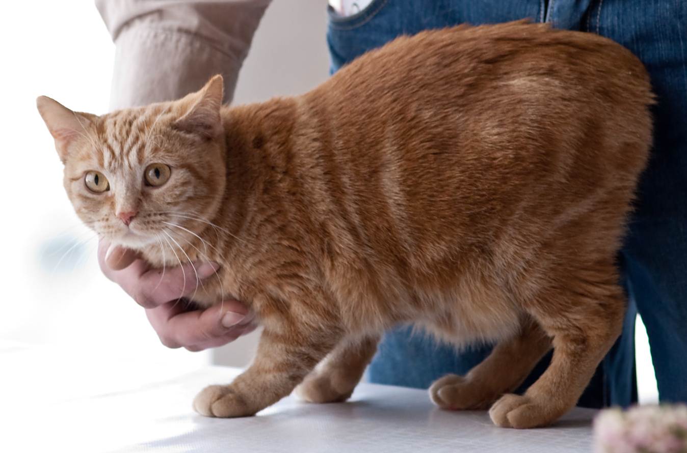 Мэнкс или мэнская кошка: описание породы кошки, характеристики, фото, правила ухода и содержания