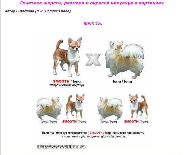 Все о собаке мини чихуахуа * описание породы, уход и содержание