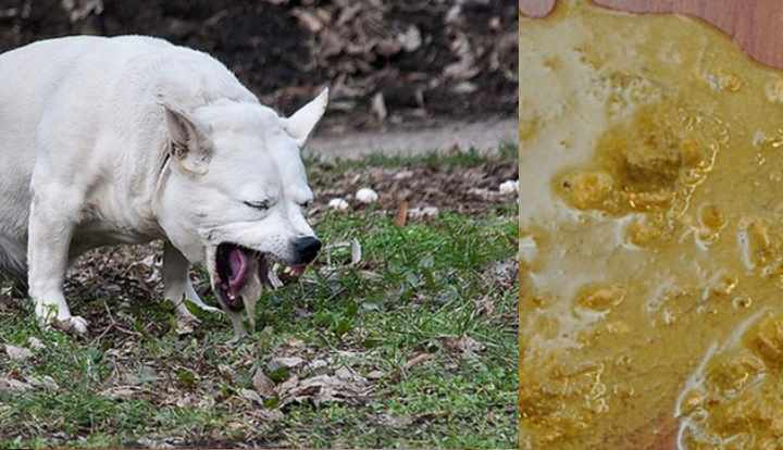 Тошнота и рвота у собак после еды: причины и что делать | hill's pet