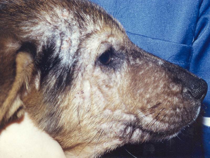 Подкожные клещи у собак (демодекоз): симптомы и лечение
