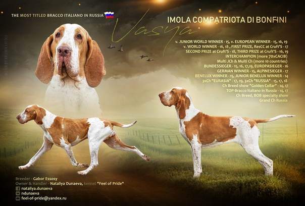 Собаки породы бракк итальянский, характерные особенности, история происхождения и стандарты породы