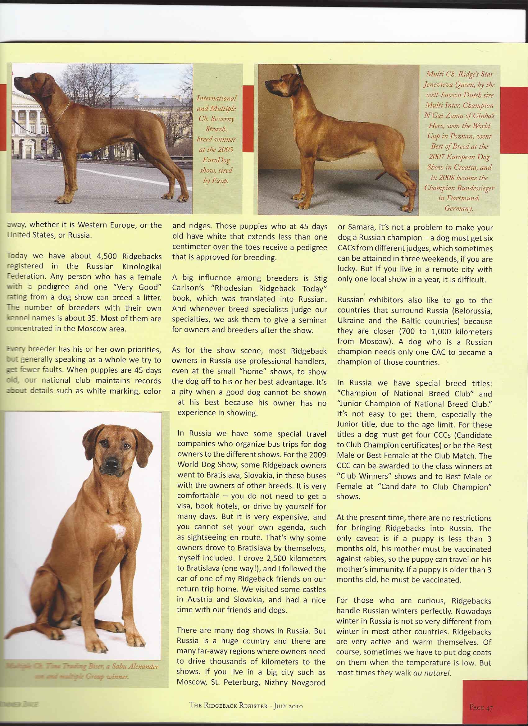 Внешний вид и характеристика собак охотничьей породы родезийский риджбек, воспитание и дрессировка