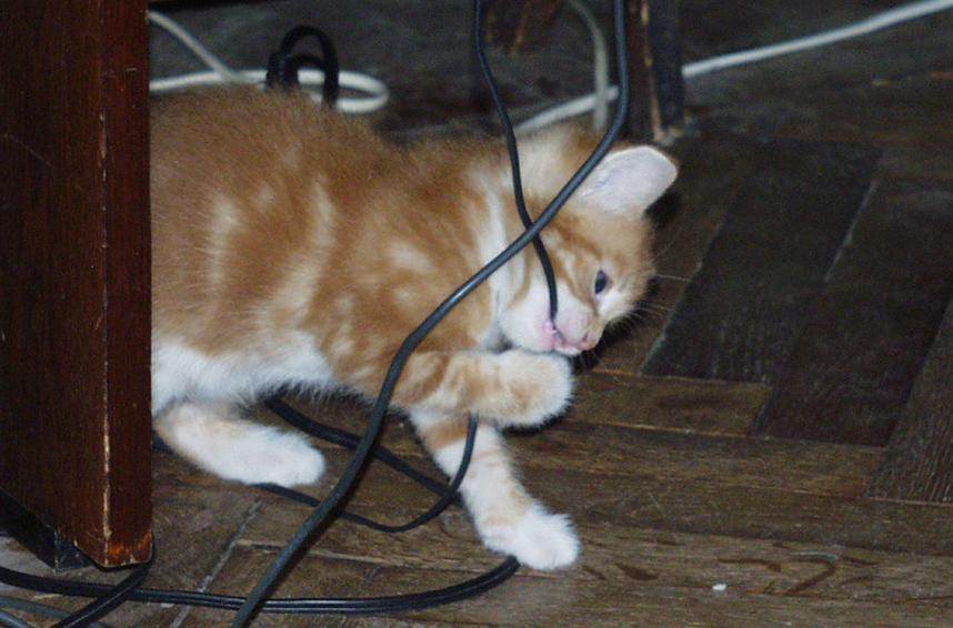 Примеры как отучить кота если он грызет провод — основные причины и что делать