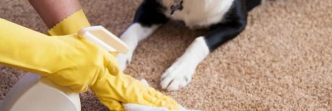Как убрать запах мочи с ковра в домашних условиях: спасаем ситуацию, если собака написала на палас