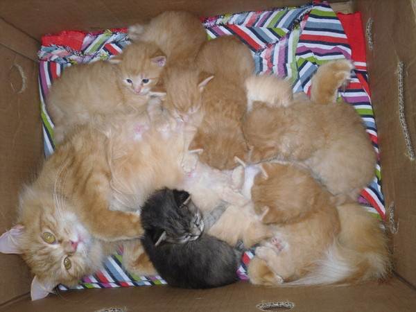Сколько котят может родить кошка максимум