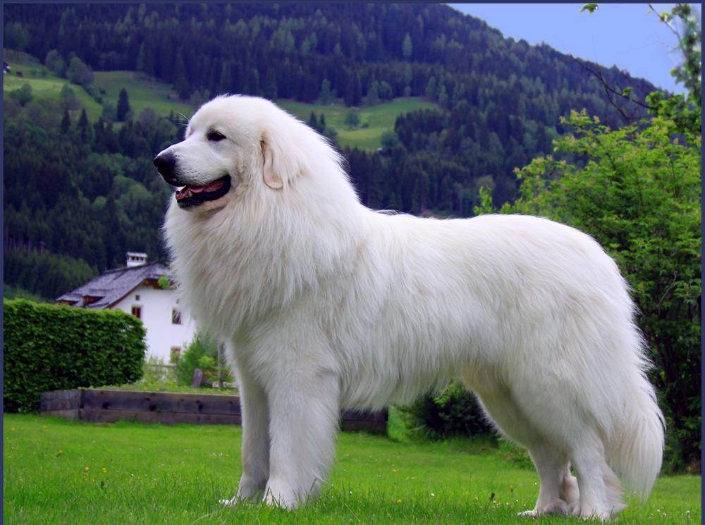 Пиренейская горная собака (Большая пиренейская собака)