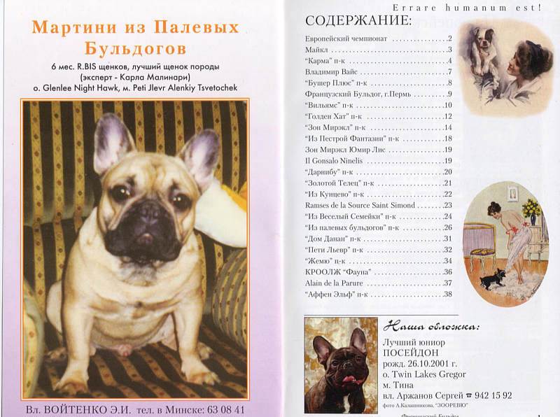 Французский бульдог: выбор щенка, содержание и дрессировка