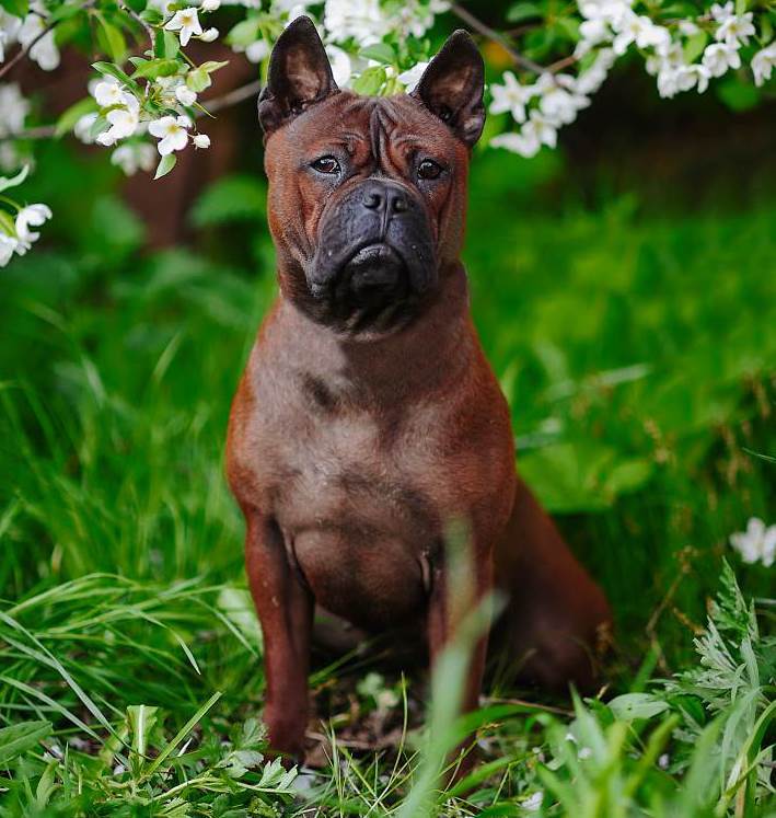 Китайская собака чунцин: характеристика, характер, фото | все о собаках