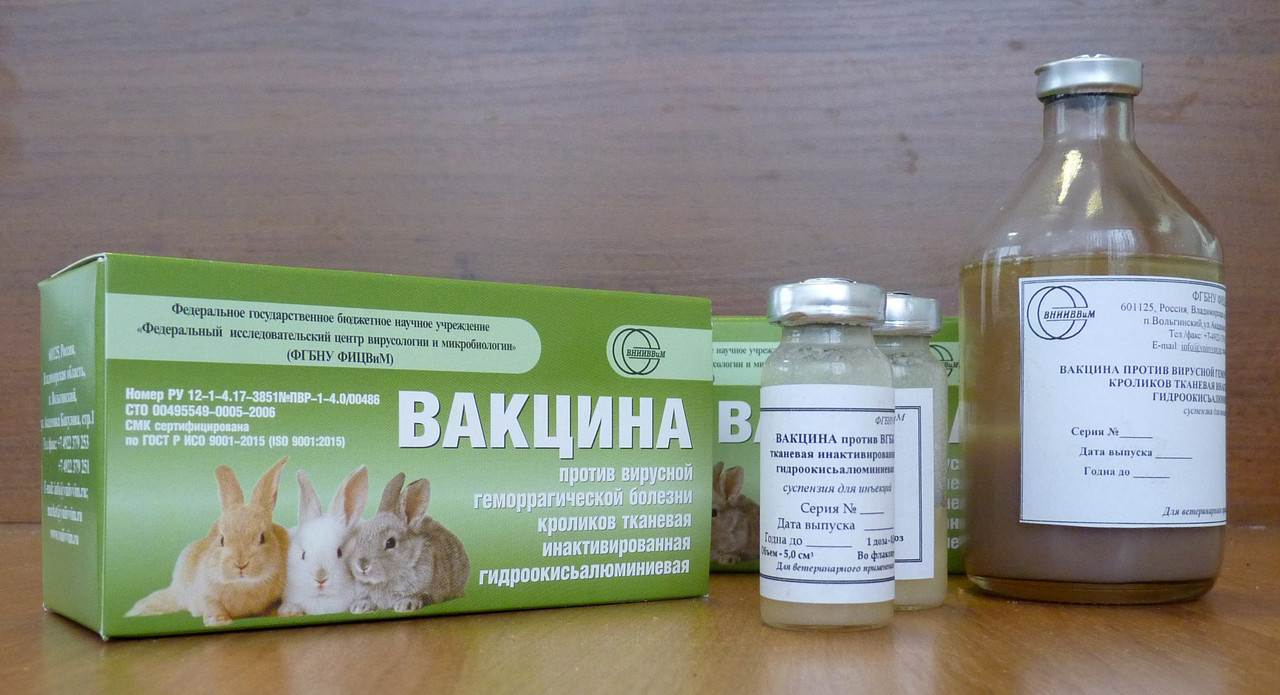 Вакцина вгбк для кроликов: инструкция по применению