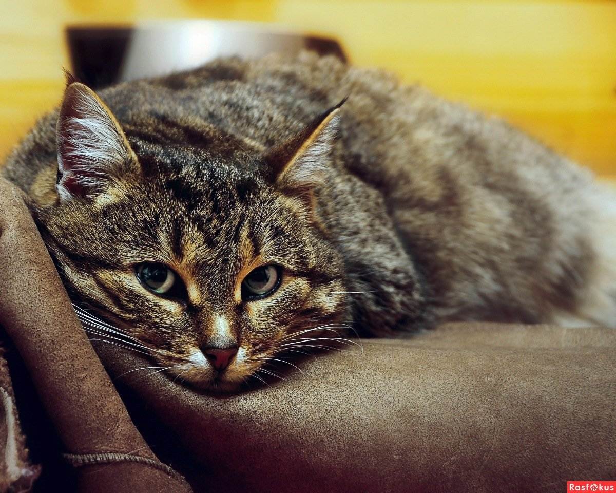 Ученые объяснили, почему кошки не скучают по хозяевам