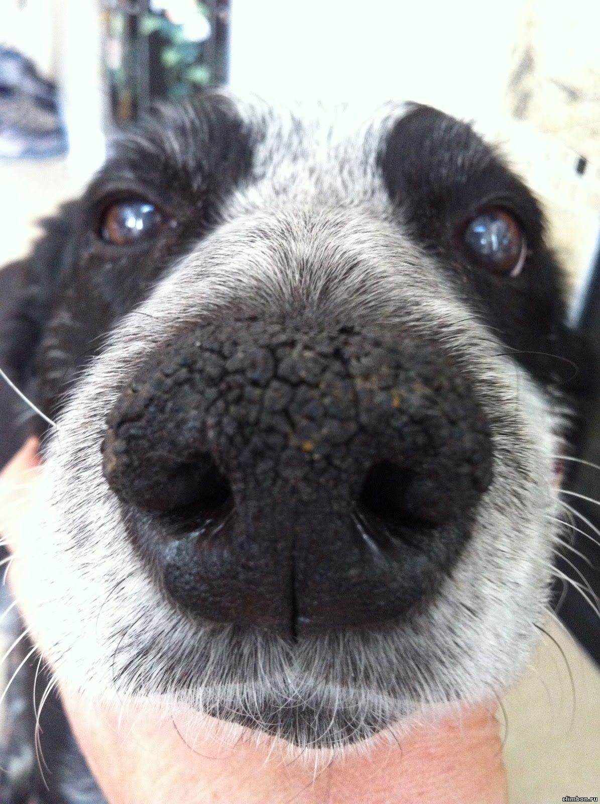 Почему у собаки мокрый нос? – почемуха.ру ответы на вопросы.
