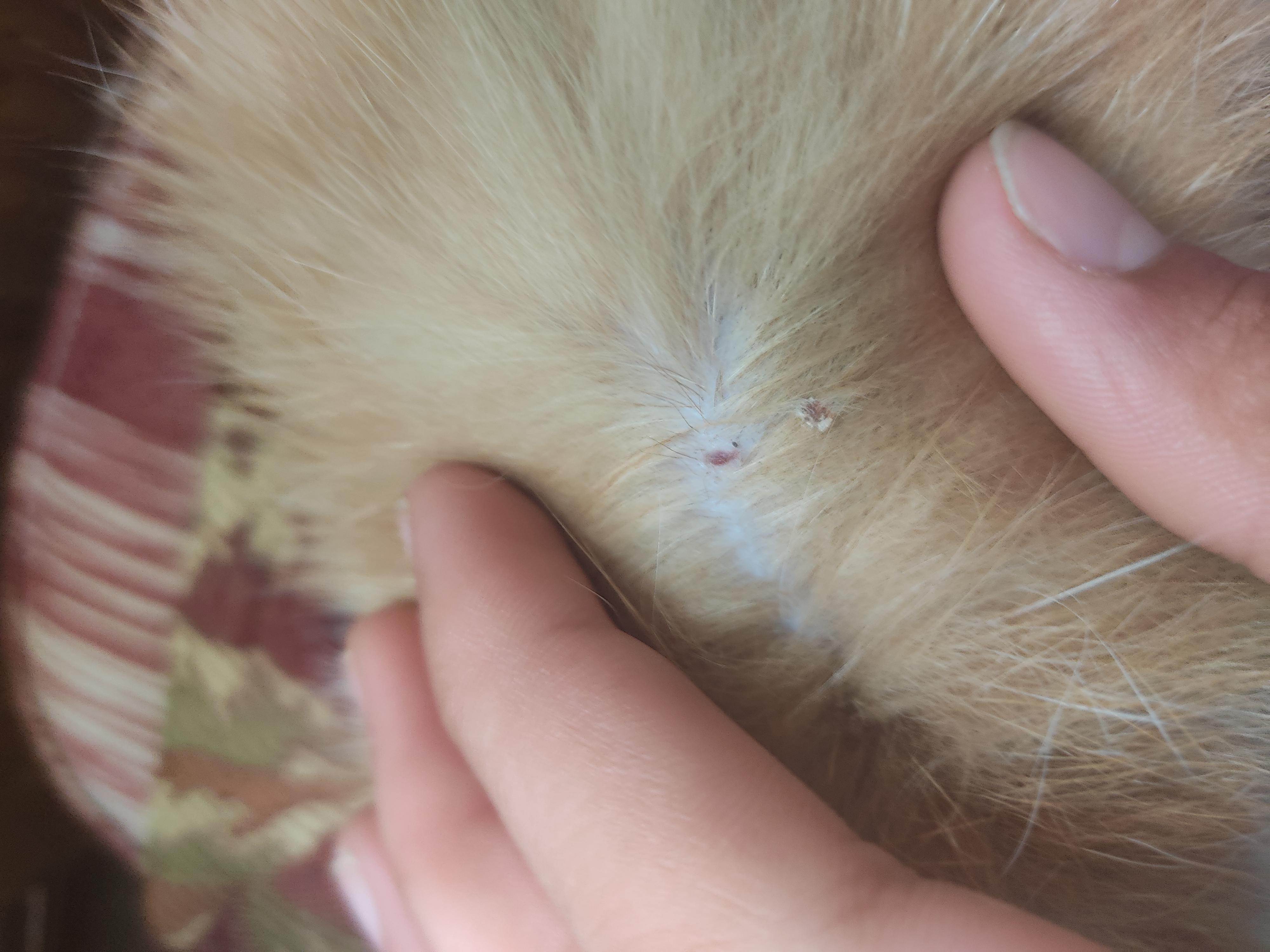 Из-за чего может появиться шишка на спине у кошки?
