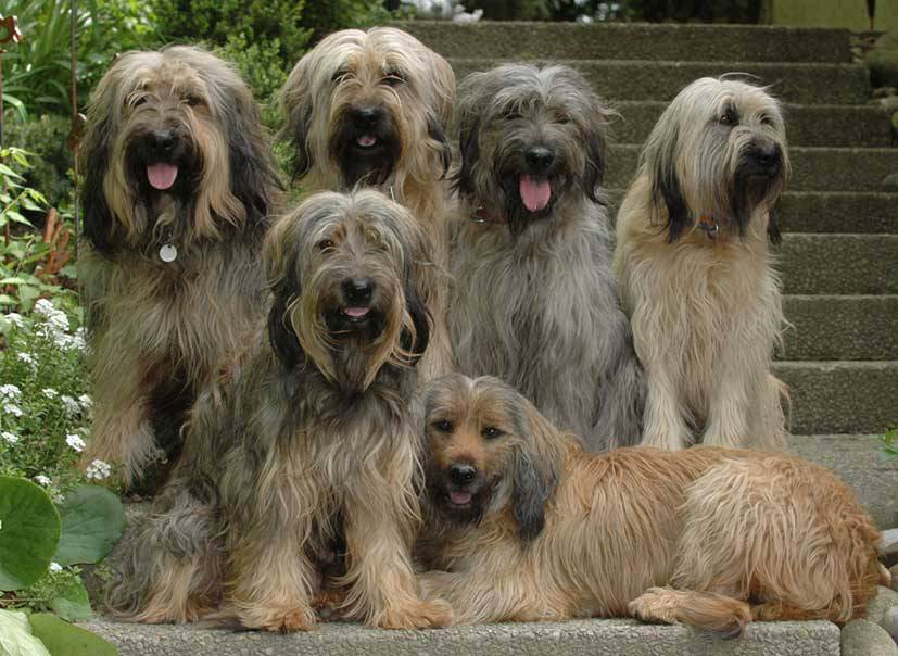 Пиренейская горная собака: описание и характеристика породы