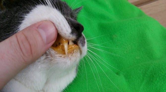 Заболевания печени у кошек: причины, признаки и симптомы