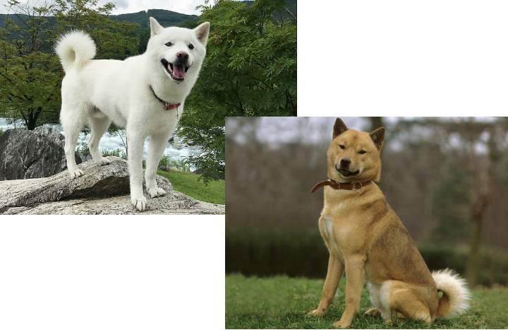 Японские породы собак: особенности характера и экстерьера
