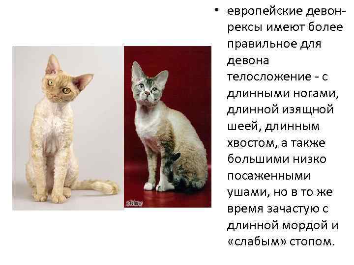 Кошка девон-рекс описание породы, отзывы владельцев – 1st-finstep.ru