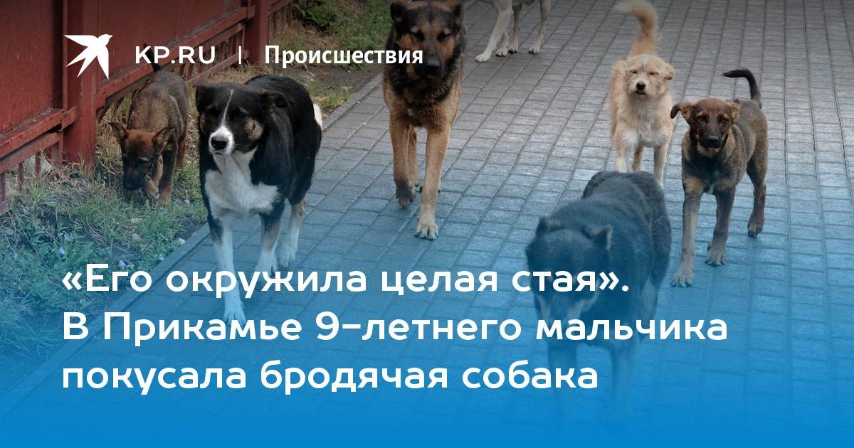 Как убрать бездомных собак с городских улиц - парламентская газета