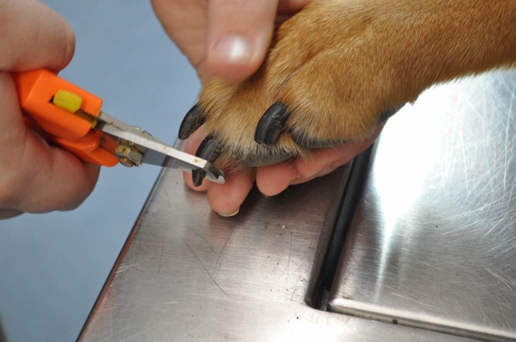 Как подстричь когти собаке: необходимые инструменты, последовательность действий. как понять, что когти щенку пора стричь? - автор екатерина данилова - журнал женское мнение