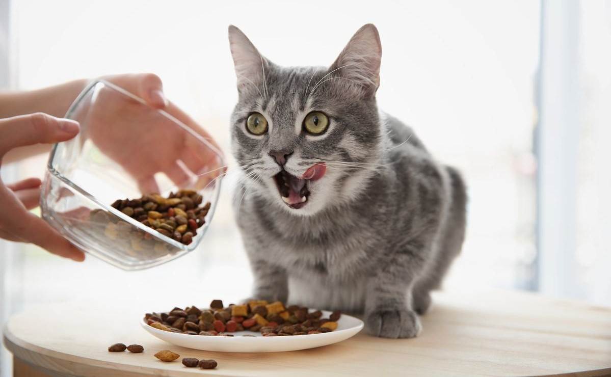 Когда кошке необходимо поменять корм. простые советы