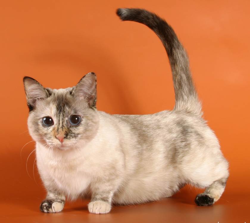 Манчкин (коротколапая кошка): описание породы, характер, отзывы c фото