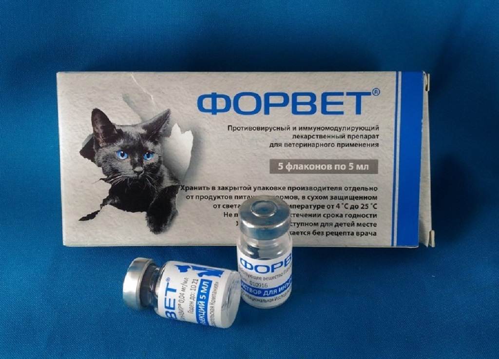 Противовирусный препарат форвет: 10 фактов от ветеринара.
